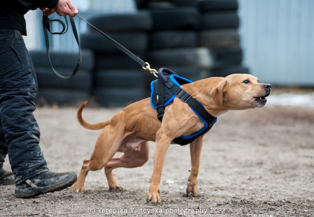 American pitbull terrier Hungary. American pitbull terrier kennel Dognik Bulls Hungary. American pitbull terrier breeder Dognik Bulls Hungary. American pitbull terrier puppies for sale Hungary