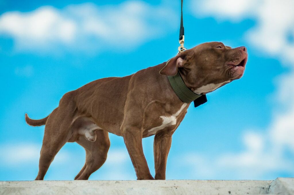 American pitbull terrier Ireland. American pitbull terrier kennel Ireland. American pitbull terrier breeder Ireland. American pitbull terrier puppies for sale Ireland