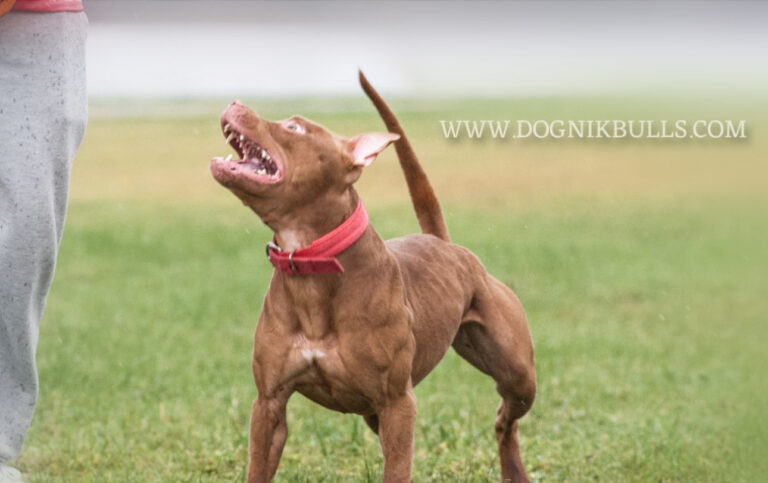 chocolate american pitull terrier kennel and breeder Lithuania