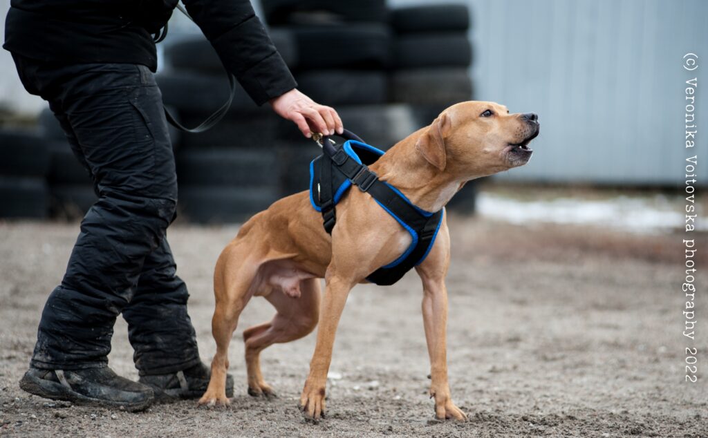 American pitbull terrier Romania. American pitbull terrier kennel Dognik Bulls Romania. American pitbull terrier breeder Dognik Bulls Romania. American pitbull terrier puppies for sale Romania