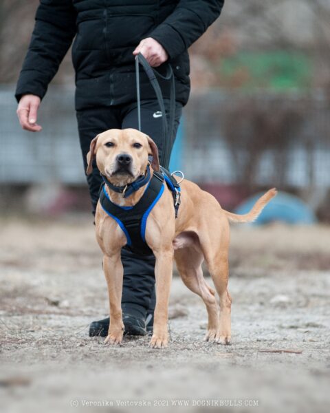 American pitbull terrier Russia. American pitbull terrier kennel Dognik Bulls Russia. American pitbull terrier breeder Dognik Bulls Russia. American pitbull terrier puppies for sale Russia