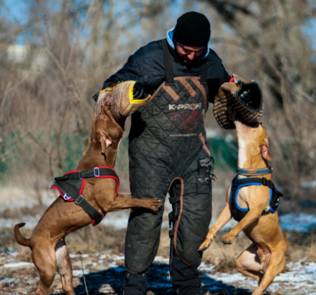 American pitbull terrier Slovakia. American pitbull terrier kennel Dognik Bulls Slovakia. American pitbull terrier breeder Dognik Bulls Slovakia. American pitbull terrier puppies for sale Slovakia