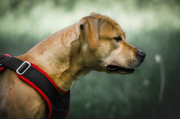 American pitbull terrier Slovenia. American pitbull terrier kennel Dognik Bulls Slovenia. American pitbull terrier breeder Dognik Bulls Slovenia. American pitbull terrier puppies for sale Slovenia