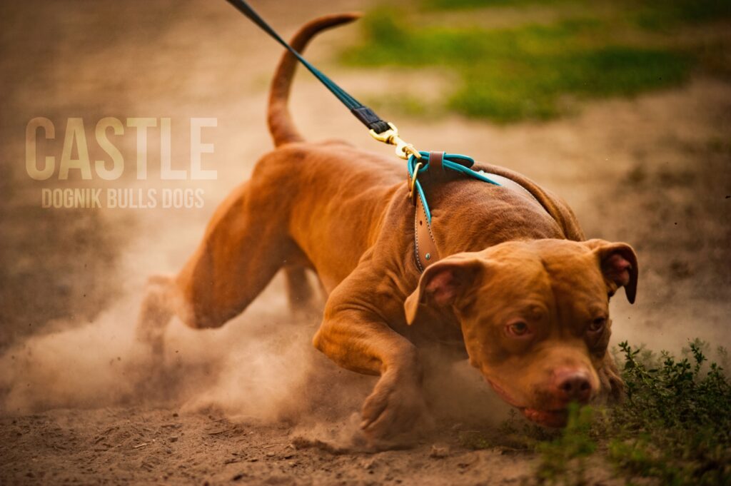 American pitbull terrier kennel Dognik Bulls Spain. American pitbull terrier breeder Dognik Bulls Spain