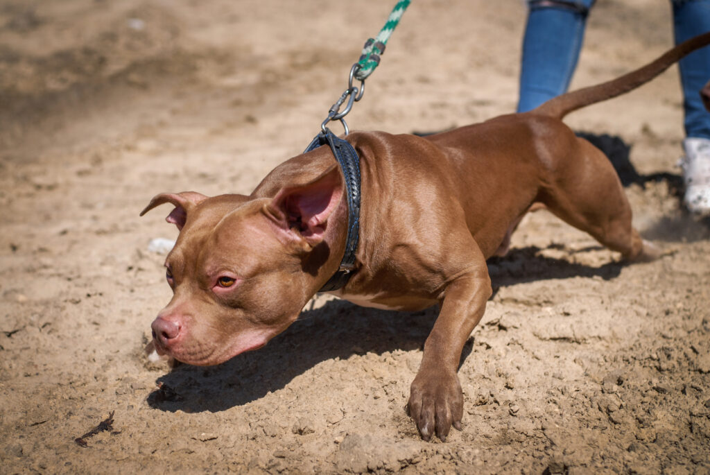 american pitbull terrier kennel Dognik Bulls Sweden. American pitbull terrier breeder Dognik Bulls Sweden
