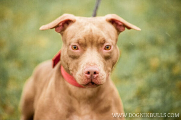 American pitbull terrier United Kingdom. American pitbull terrier kennel Dognik Bulls United Kingdom. American pitbull terrier breeder Dognik Bulls United Kingdom. American pitbull terrier puppies for sale United Kingdom

