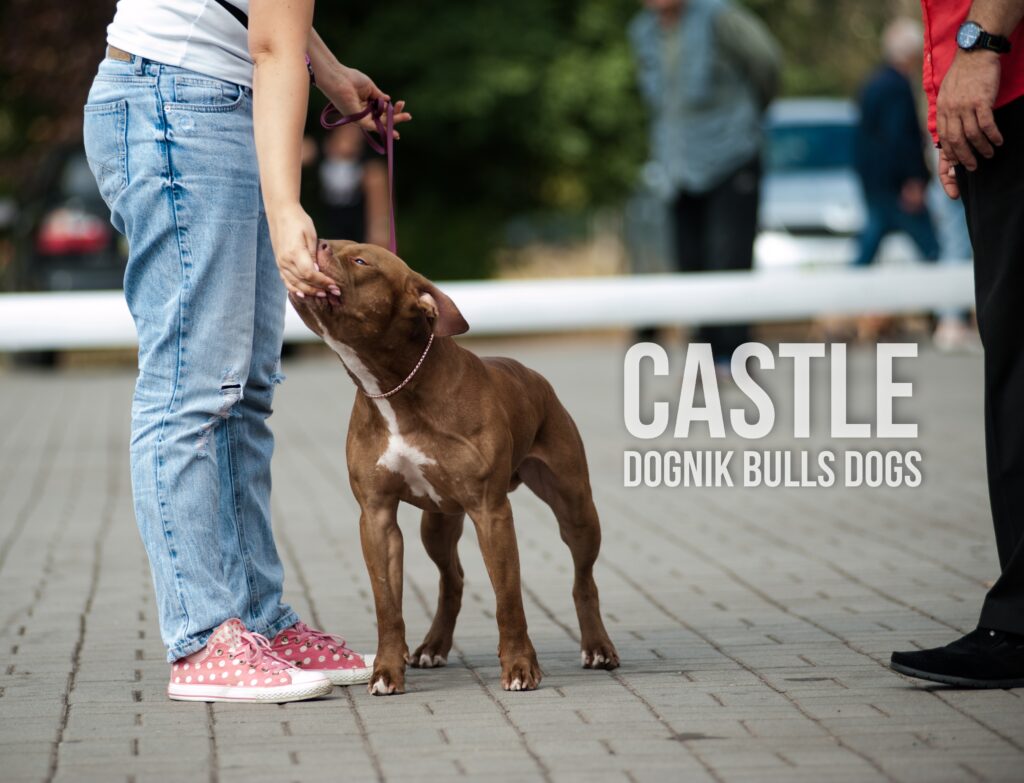 American pitbull terrier kennel Netherlands. American pitbull terrier breeder Netherlands. American pitbull terrier puppies Netherlands. Pitbull terrier puppies for sale Netherlands