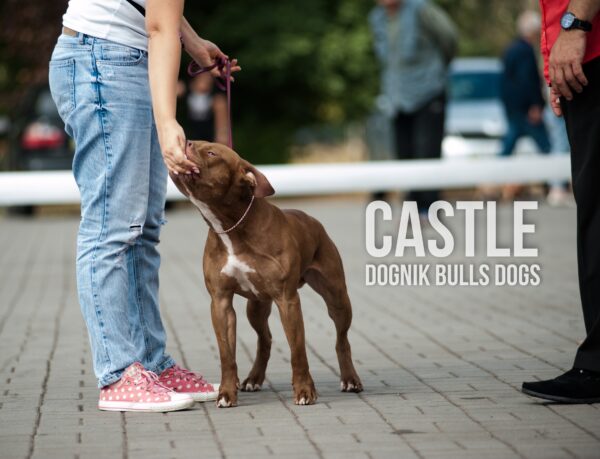 American pitbull terrier kennel Netherlands. American pitbull terrier breeder Netherlands. American pitbull terrier puppies Netherlands. Pitbull terrier puppies for sale Netherlands