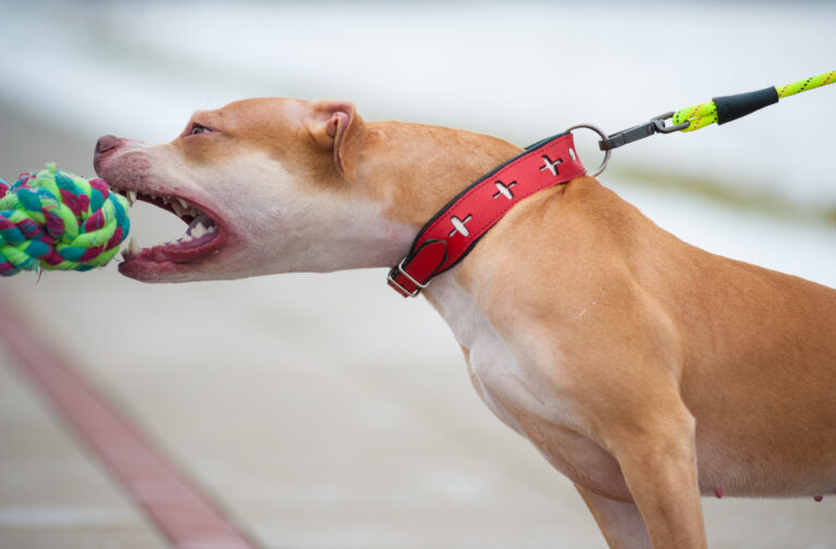 renose american pitull terrier kennel and breeder Lithuania