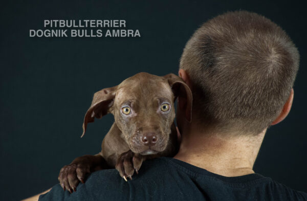 Dark chocolate american pitbull terrier puppy for sale Name: Dognik Bulls Ambra. Ready to go all over the European Union. Born in Dognik Bulls pitbull terrier kennel, Europe