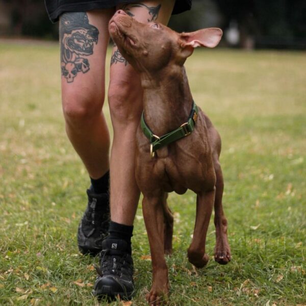 american pitbull terrier Estonia: dogs, puppies, breeder, kennel