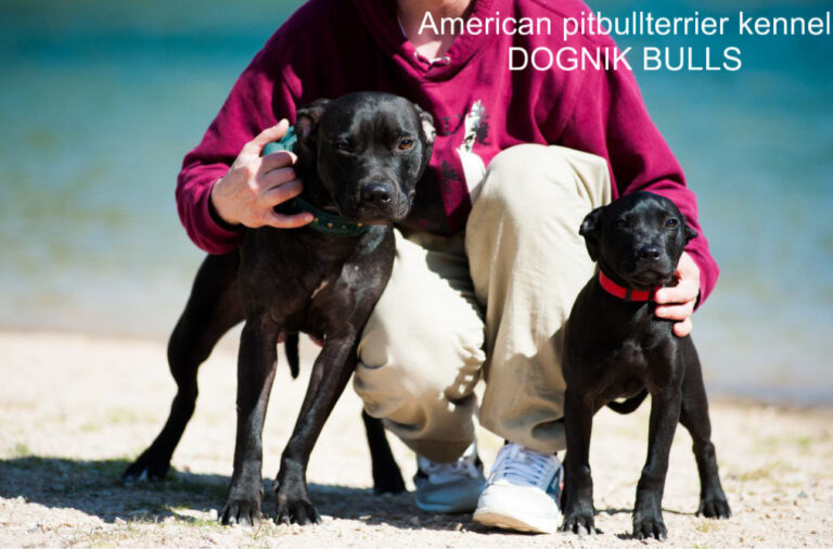 Pitbull terrier mother with her puppy from Dognik Bulls kennel for Finland