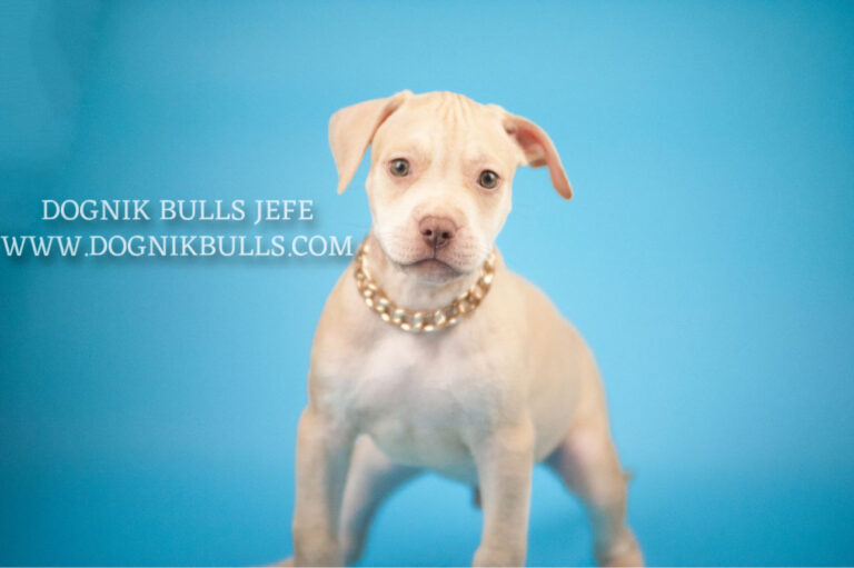 light colour american pitbull terrier puppy Poland