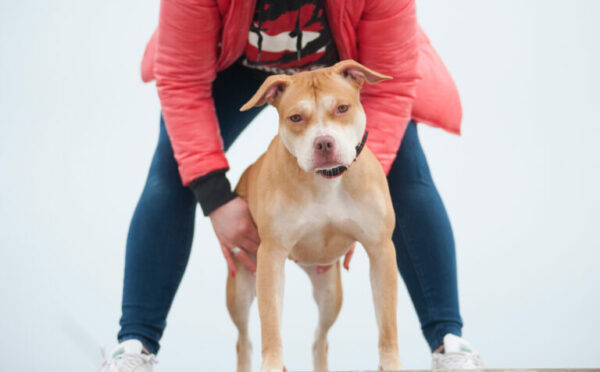 American pitbull terrier Romania. American pitbull terrier kennel Dognik Bulls Romania. American pitbull terrier breeder Dognik Bulls Romania. American pitbull terrier puppies for sale Romania