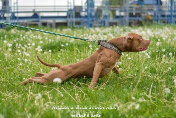 American pitbull terrier Russia. American pitbull terrier kennel Dognik Bulls Russia. American pitbull terrier breeder Dognik Bulls Russia. American pitbull terrier puppies for sale Russia