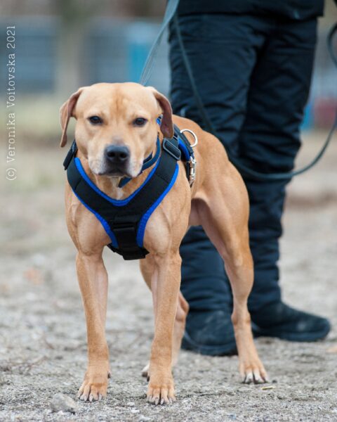 American pitbull terrier Slovakia. American pitbull terrier kennel Dognik Bulls Slovakia. American pitbull terrier breeder Dognik Bulls Slovakia. American pitbull terrier puppies for sale Slovakia 