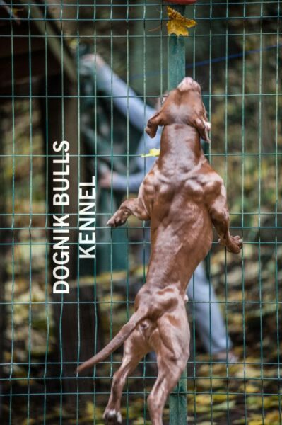 American pitbull terrier Switzerland. American pitbull terrier kennel Dognik Bulls Switzerland. American pitbull terrier breeder Switzerland