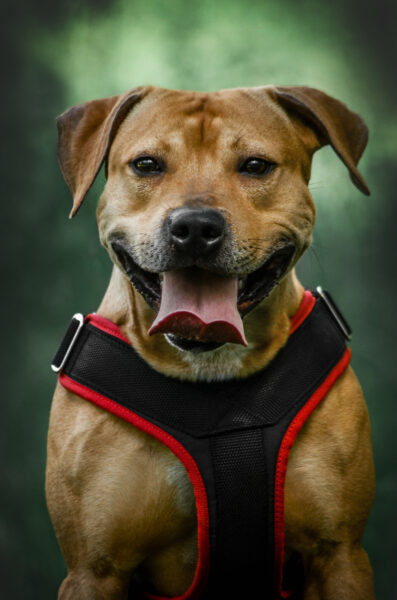 American pitbull terrier United Kingdom. American pitbull terrier kennel Dognik Bulls United Kingdom. American pitbull terrier breeder Dognik Bulls United Kingdom. American pitbull terrier puppies for sale United Kingdom

