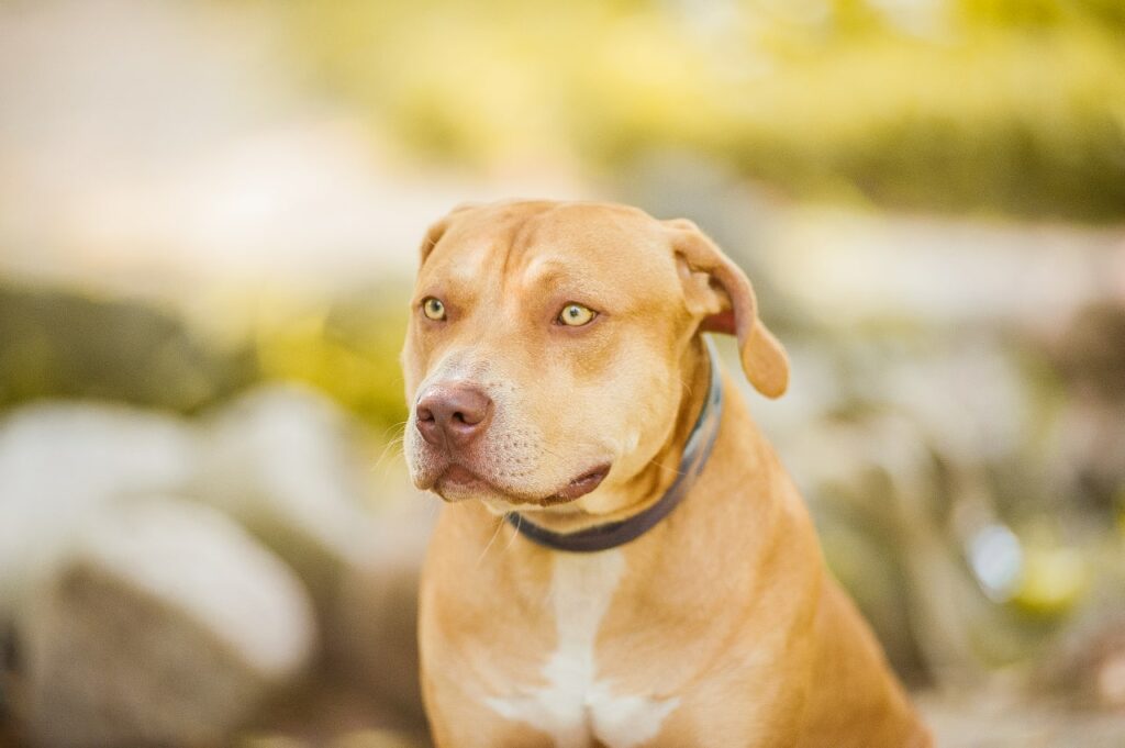 American pitbull terrier Bulgaria. American pitbull terrier kennel Dognik Bulls Bulgaria. American pitbull terrier breeder Dognik Bulls Bulgaria. American pitbull terrier puppies for sale Bulgaria