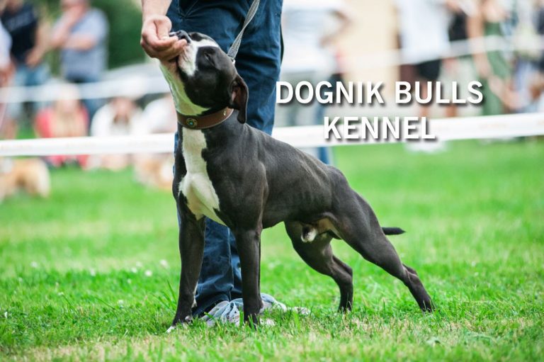 American pitbull terrier Finland on dog show