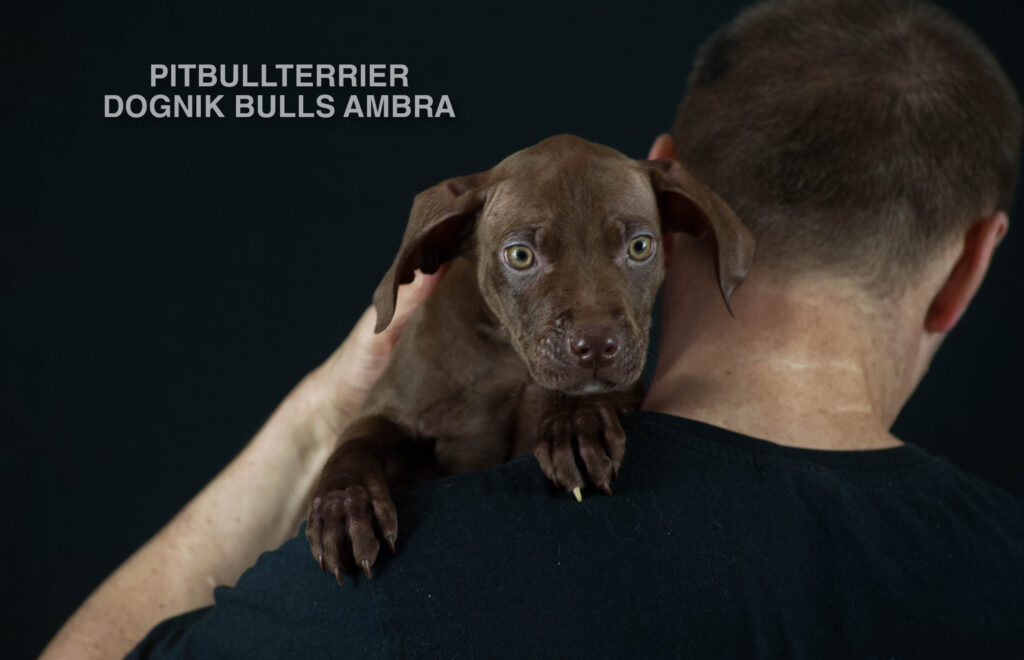 Dark chocolate american pitbull terrier puppy for sale Name: Dognik Bulls Ambra. Ready to go all over the European Union. Born in Dognik Bulls pitbull terrier kennel, Europe