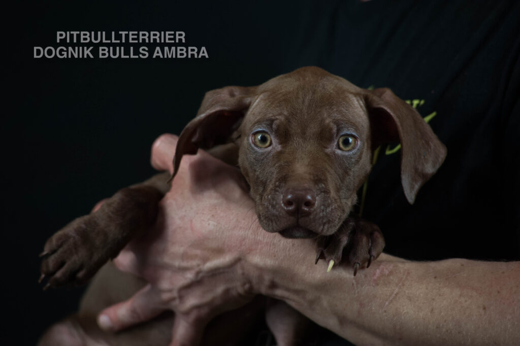 Dark chocolate american pitbull terrier puppy for sale Name: Dognik Bulls Ambra. Ready to go all over the European Union. Born in Dognik Bulls pitbull terrier kennel, Europe
