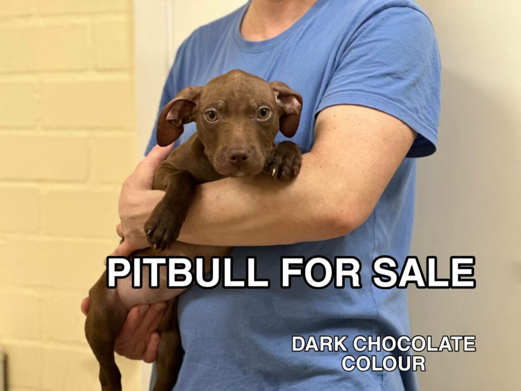 American pitbull terrier puppy for sale. Registered in ADBA official pitbull kennel in Europe "Dognik Bulls"