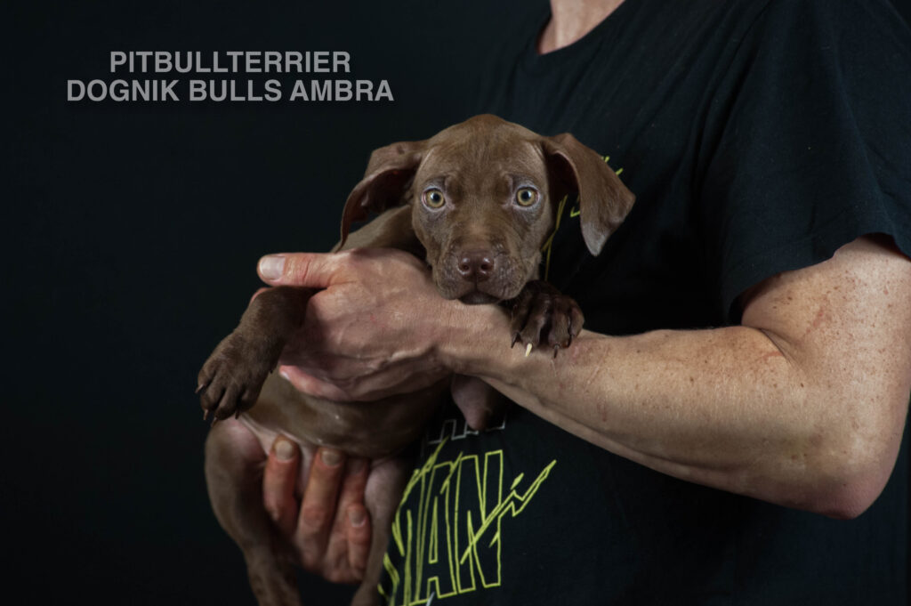 Dark chocolate american pitbull terrier puppy for sale Name: Dognik Bulls Ambra. Ready to go all over the European Union. Born in Dognik Bulls pitbull terrier kennel, Europe