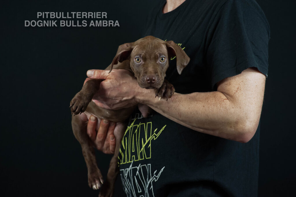 Dark chocolate american pitbull terrier puppy for sale Name: Dognik Bulls Ambra. Ready to go all over the European Union. Born in Dognik Bulls pitbull terrier kennel, Europe