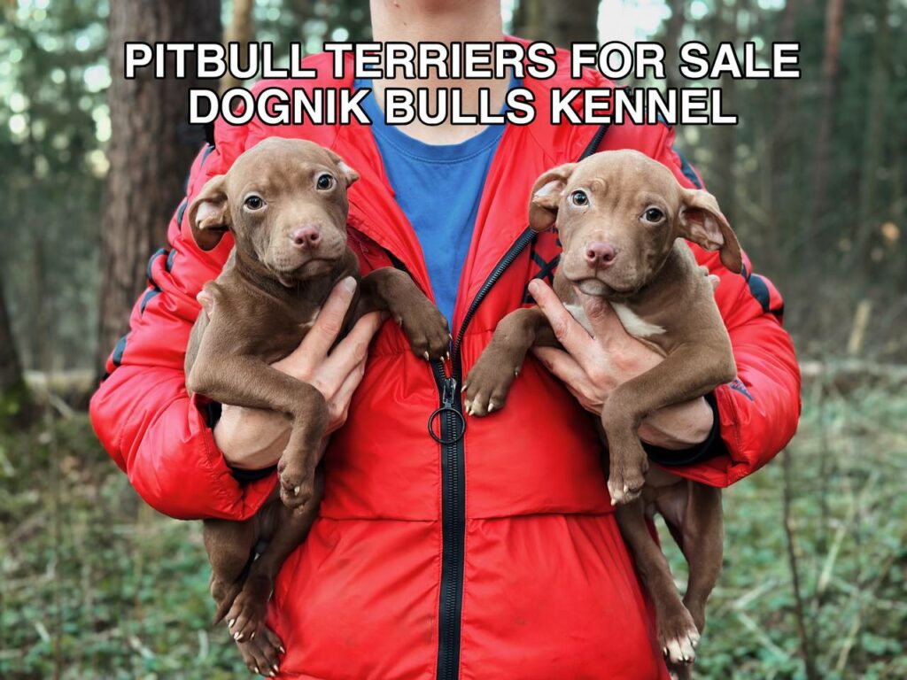 American pitbull terrier puppies for sale from Dognik Bulls kennel. The best pitbull puppies in Europe ready to go to new families. Good with people, children, pets. Dognik Bulls kennel- where the dream pitbull terrier born