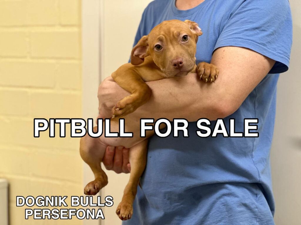 American pitbull terrier puppy for sale. Registered in ADBA official pitbull kennel in Europe "Dognik Bulls"