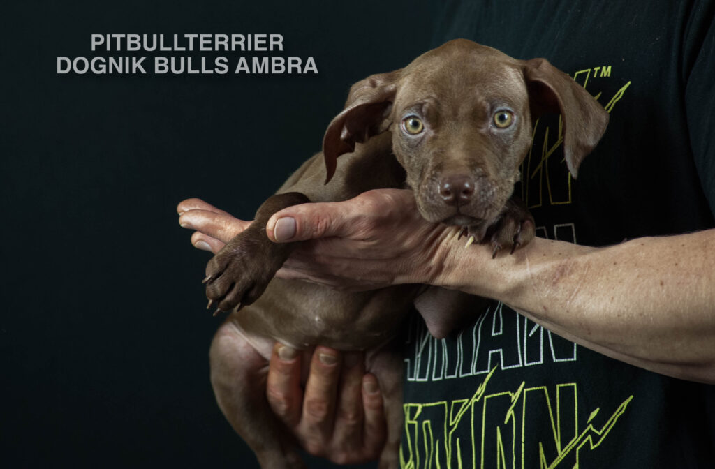 Dark chocolate american pitbull terrier puppy for sale Name: Dognik Bulls Ambra. Ready to go all over the European Union. Born in Dognik Bulls pitbull terrier kennel, Europe