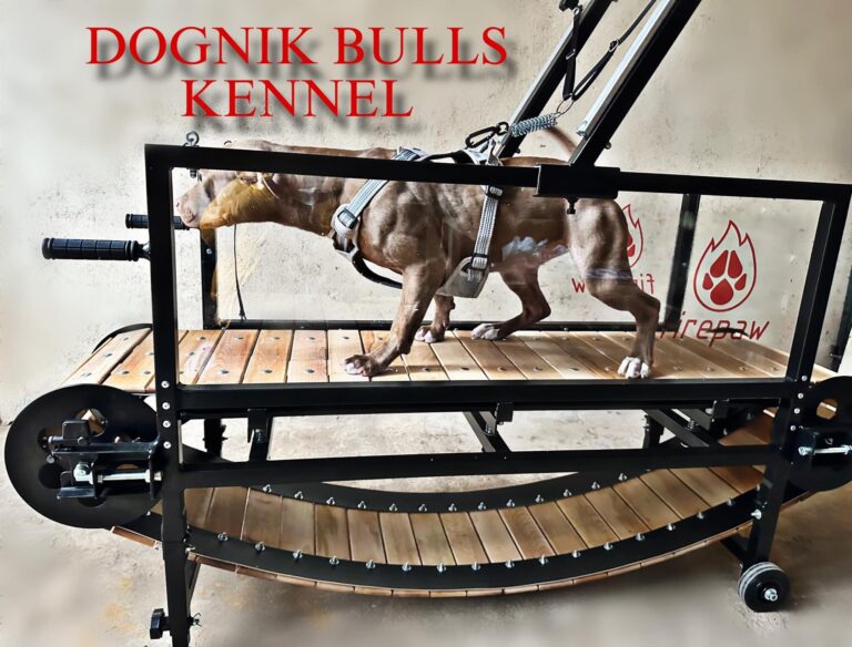 American pitbull terrier kennel Netherlands. American pitbull terrier breeder Netherlands. American pitbull terrier puppies Netherlands. Pitbull terrier puppies for sale Netherlands