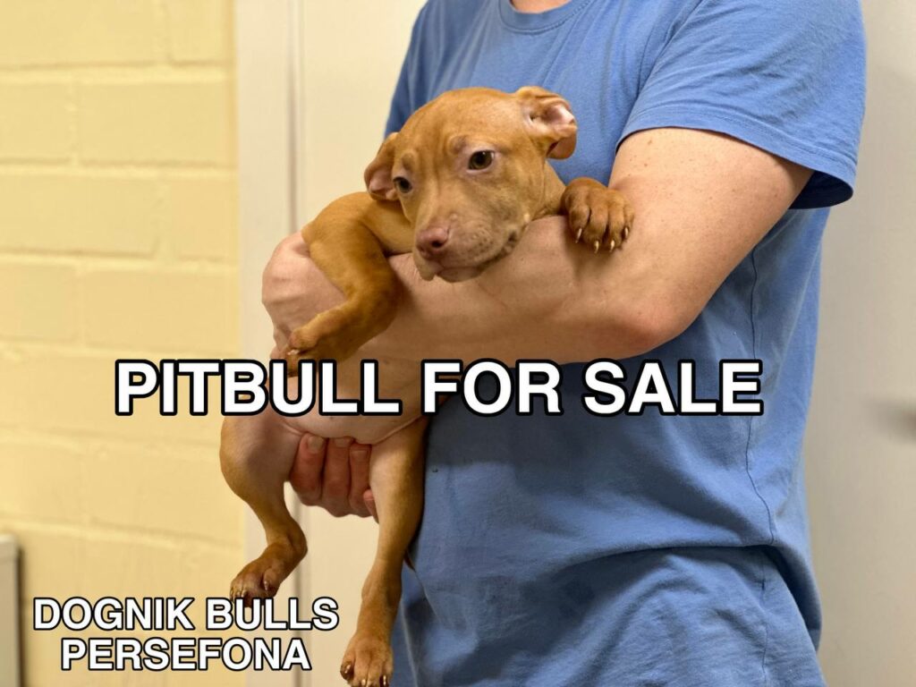 American pitbull terrier puppy for sale. Registered in ADBA official pitbull kennel in Europe "Dognik Bulls"