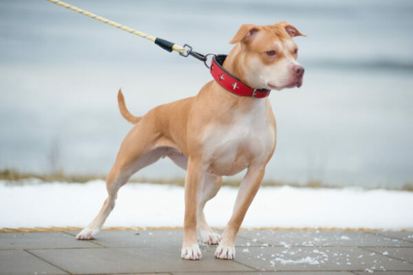rednose american pitbull terrier kennel Finland