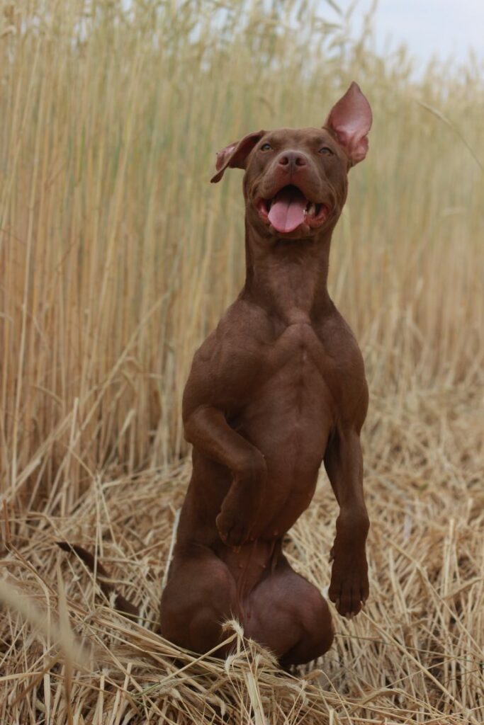 American pitbull terrier kennel Dognik Bulls Spain. American pitbull terrier breeder Dognik Bulls Spain