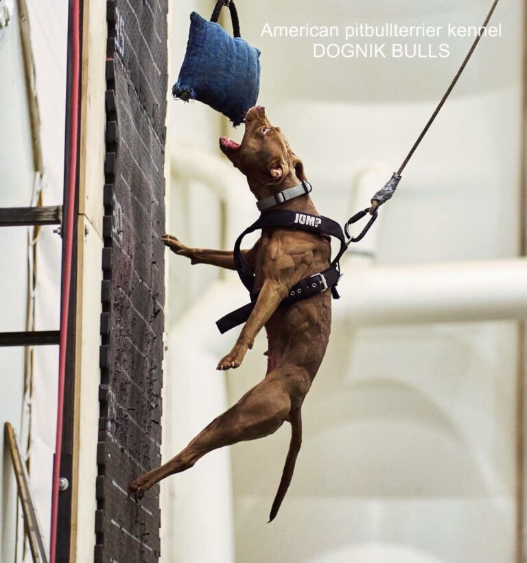 Rednose muscled american pitbull terrier Poland with american and european bloodlines