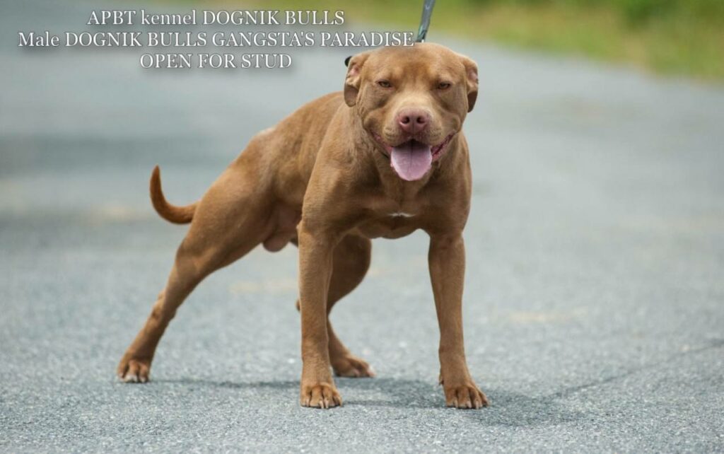 American pitbull terrier Dognik Bulls Gangsta's Paradise. APBT open for stud. We have puppies for sale off this pitbull male right now