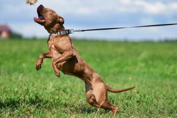 American pitbull terrier Croatia. American pitbull terrier kennel Dognik Bulls Croatia. American pitbull terrier breeder Dognik Bulls Croatia. American pitbull terrier puppies for sale Croatia