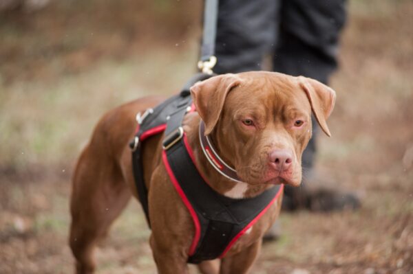 American pitbull terrier Greece. American pitbull terrier kennel Dognik Bulls Greece. American pitbull terrier breeder Dognik Bulls Greece. American pitbull terrier puppies for sale Greece