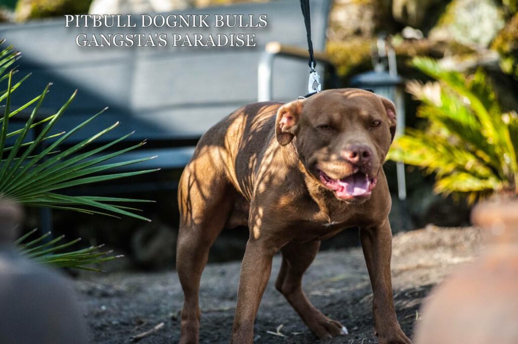 American pitbull terrier Dognik Bulls Gangsta's Paradise, open for stud. Located in Spain