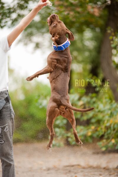 American pitbull terrier Luxembourg. American pitbull terrier kennel Dognik Bulls Luxembourg. American pitbull terrier breeder Dognik Bulls Luxembourg. American pitbull terrier puppies for sale Luxembourg