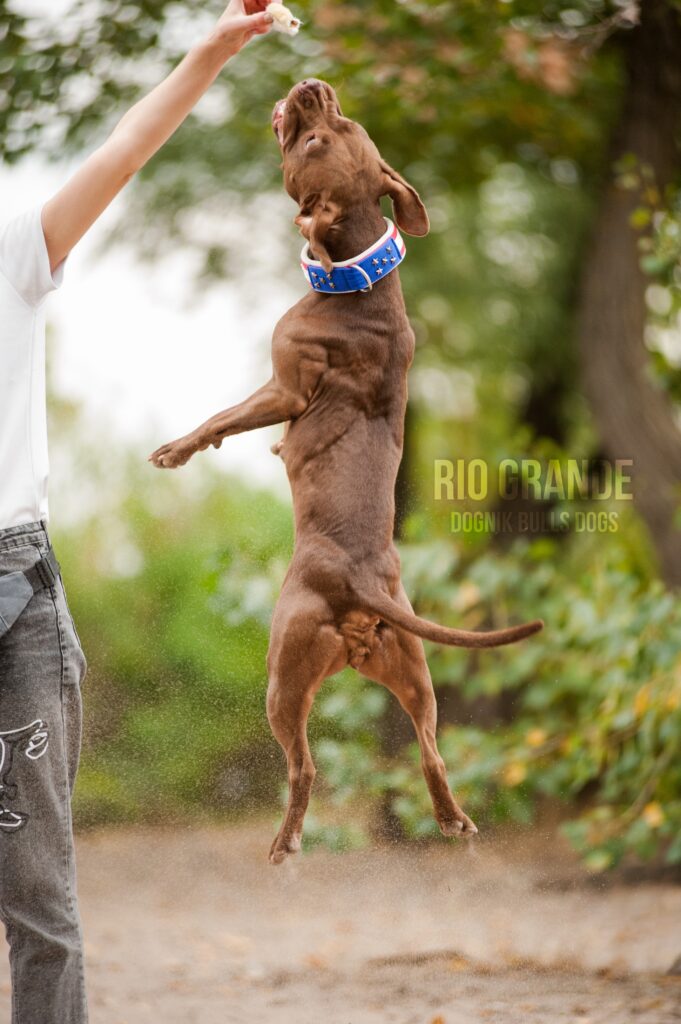 American pitbull terrier Luxembourg. American pitbull terrier kennel Dognik Bulls Luxembourg. American pitbull terrier breeder Dognik Bulls Luxembourg. American pitbull terrier puppies for sale Luxembourg