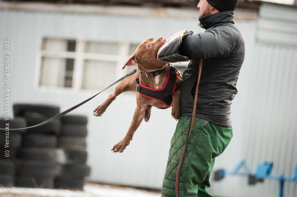 American pitbull terrier Serbia. American pitbull terrier kennel Dognik Bulls Serbia. American pitbull terrier breeder Dognik Bulls Serbia. American pitbull terrier puppies for sale Serbia