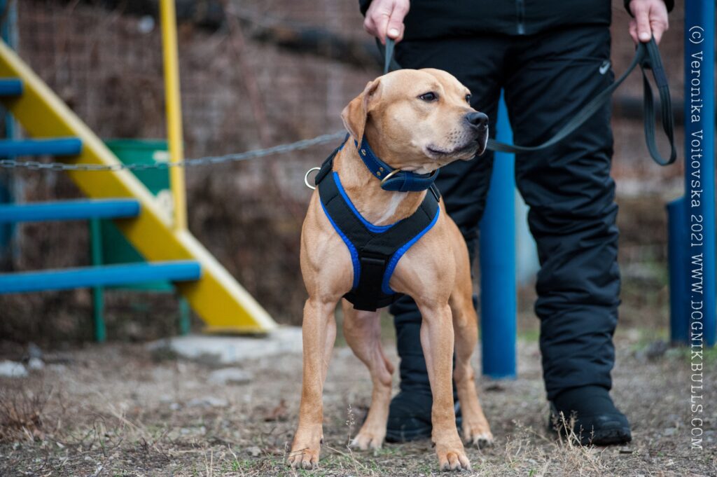 American pitbull terrier Ukraine. American pitbull terrier kennel Dognik Bulls Ukraine. American pitbull terrier breeder Dognik Bulls Ukraine. American pitbull terrier puppies for sale Ukraine