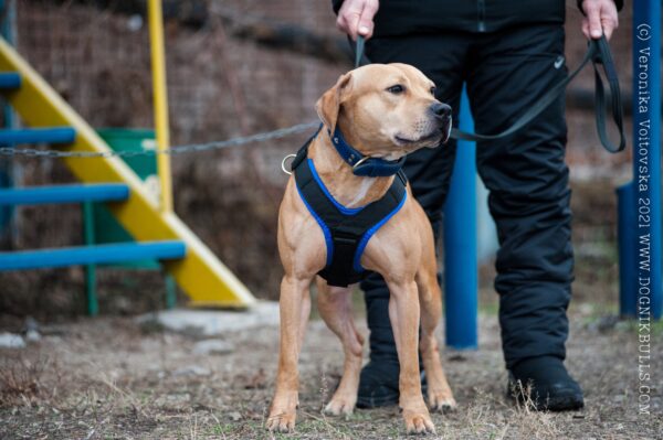 American pitbull terrier Ukraine. American pitbull terrier kennel Dognik Bulls Ukraine. American pitbull terrier breeder Dognik Bulls Ukraine. American pitbull terrier puppies for sale Ukraine