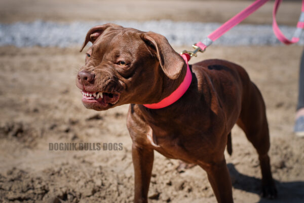American pitbull terrier Croatia. American pitbull terrier kennel Dognik Bulls Croatia. American pitbull terrier breeder Dognik Bulls Croatia. American pitbull terrier puppies for sale Croatia