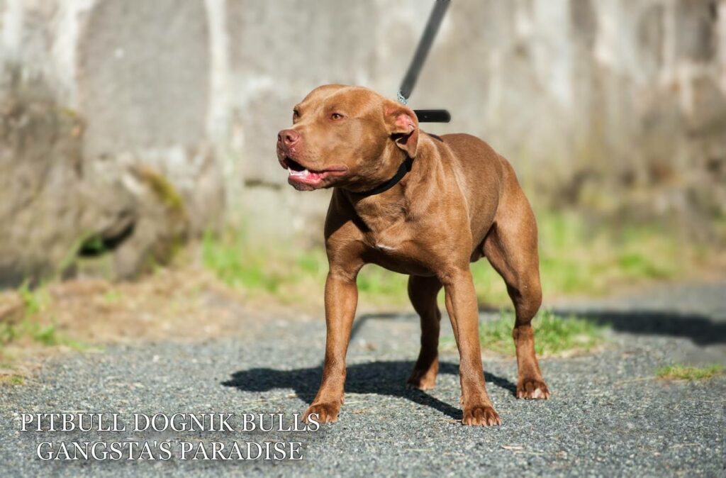 American pitbull terrier Dognik Bulls Gangsta's Paradise, open for stud. Located in Spain