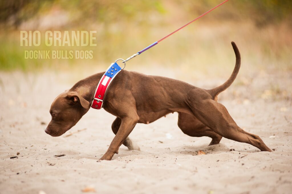 American pitbull terrier Greece. American pitbull terrier kennel Dognik Bulls Greece. American pitbull terrier breeder Dognik Bulls Greece. American pitbull terrier puppies for sale Greece