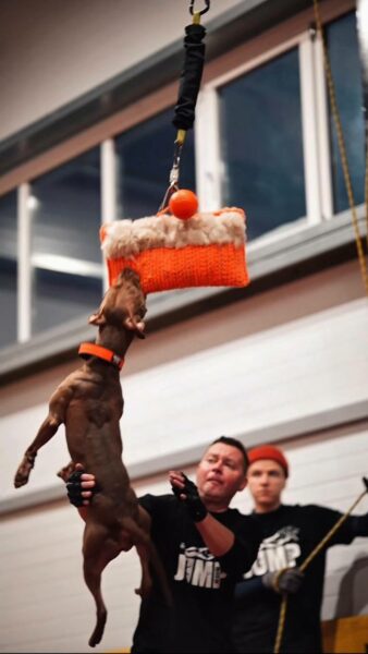 American pitbull terrier in Poland